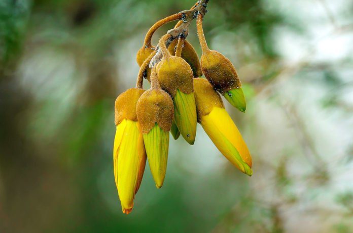 kowhai maori nuova zelanda